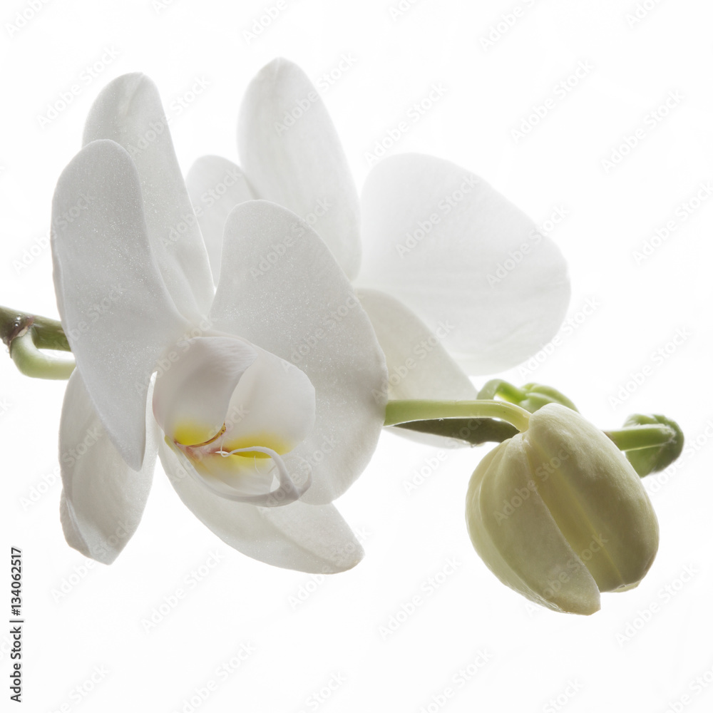 Weiße Orchidee Weiße Orchidee