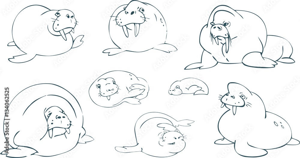 cartoon walrus in a vector