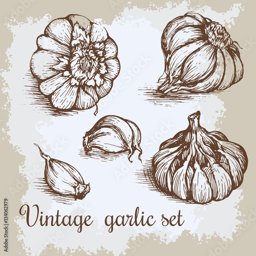 Vector hand drawn garlic set. Vintage retro background with sketched garlics. Kitchen herbs and spices illustration.