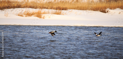 Ducks flying.