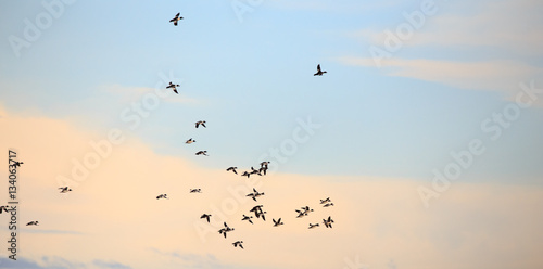 Ducks flying. © hmphoto06