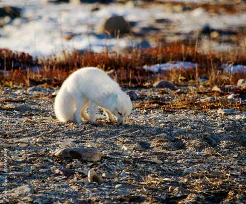 Arctic fox on tundra terrain