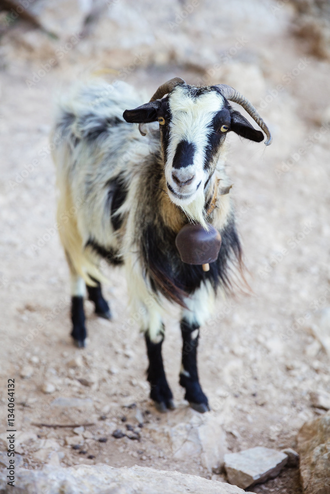Black-and-white goat with bell standing on slope in mountains Black-and-white goat with bell standing on slope in mountains