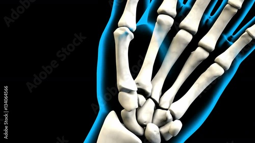 X-Ray of Human Hand bones Grasping 4K. ultra HD. X-Ray of Human  photo