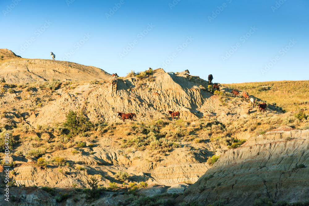 Wild Horses in Theodore Roosevelt Nat'l Park, ND