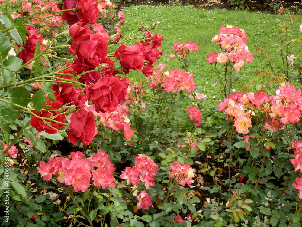 Garden with roses