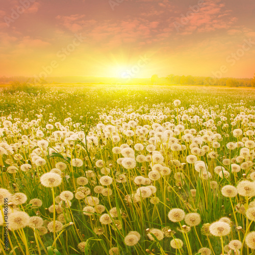 Dandelion field at sunset.