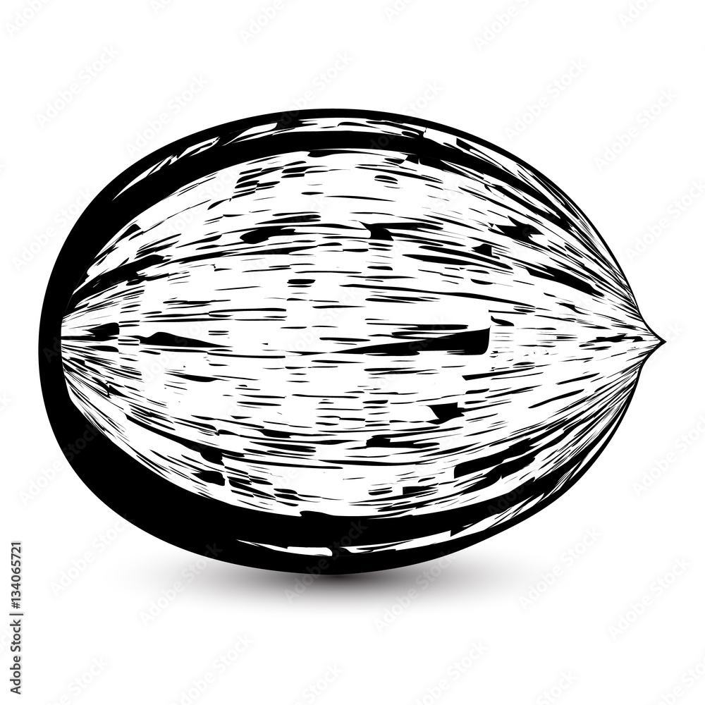Outline sketch monochrome coconut. Black and white contour elegant nut