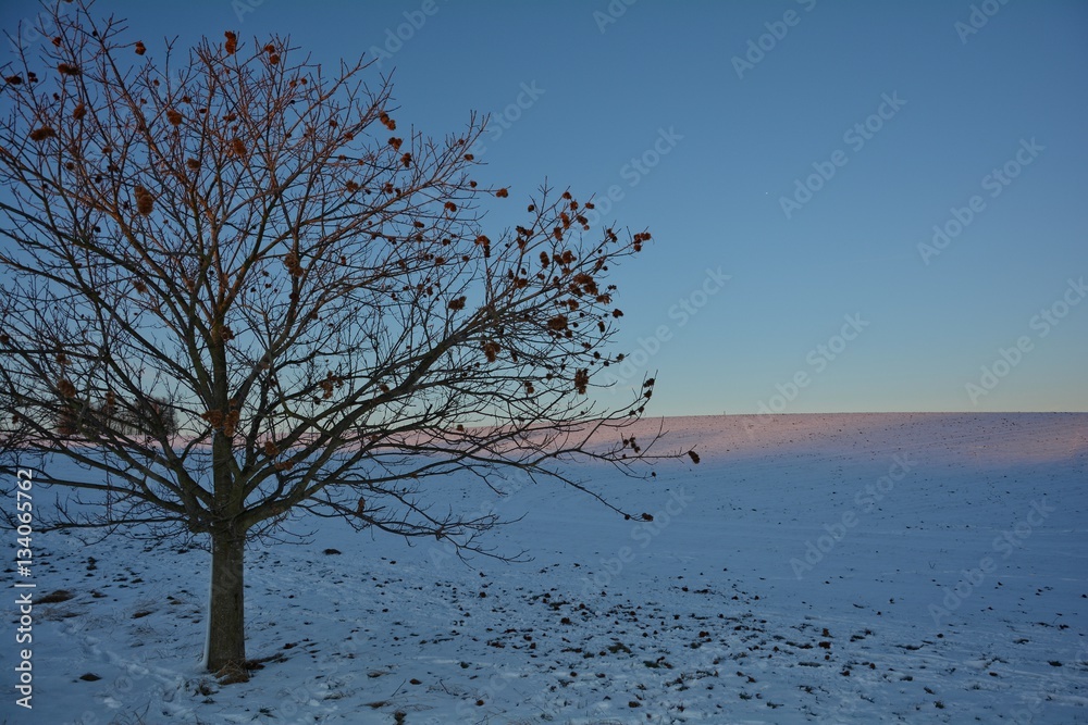 Ein Kastanien - Baum (Quercoideae ) im Abendlicht mit Schnee und Ackerfeld
Ein Kastanien - Baum (Quercoideae ) im Abendlicht mit Schnee und Ackerfeld