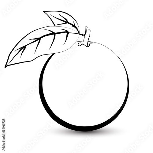 Outline sketch of a monochrome orange. Black and white elegant contour of the fruit. Drawing for coloring and design packaging for juices, diet food.