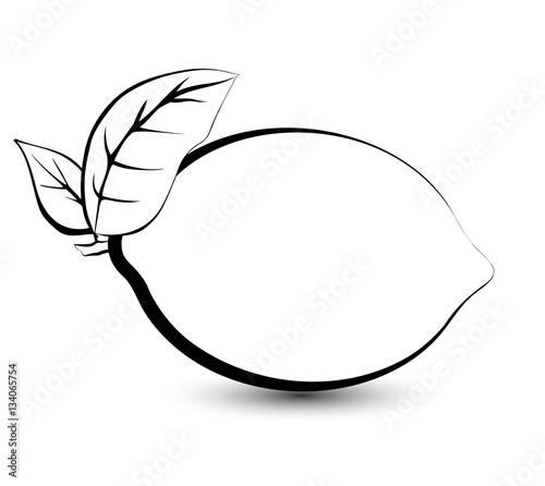 Outline sketch monochrome lemon, lime. Black and white elegant contour of the fruit. Drawing for coloring and design packaging for juices, diet food.