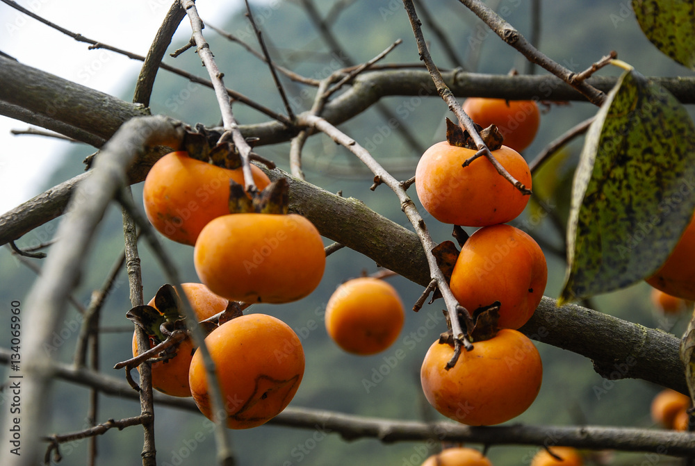 The persimmon fruits closeup in autumn 
