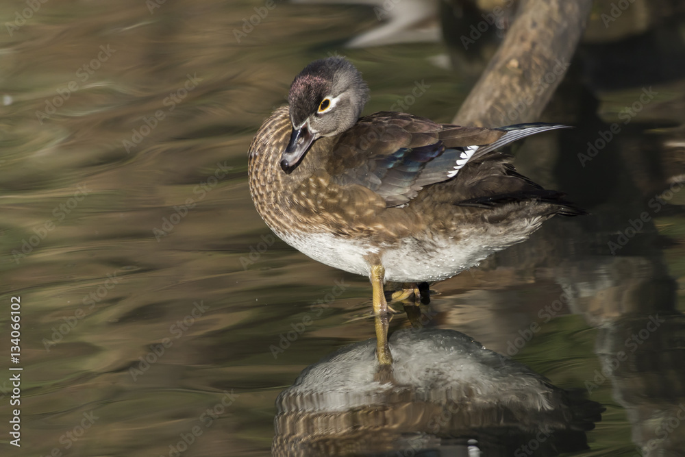 Mandarinente (Aix galericulata) auf dem Saar-Altarm in Saarlouis Mandarinente (Aix galericulata) auf dem Saar-Altarm in Saarlouis