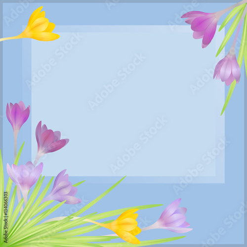 Crocuses - small, spring-flowering plant of the iris family. Vec