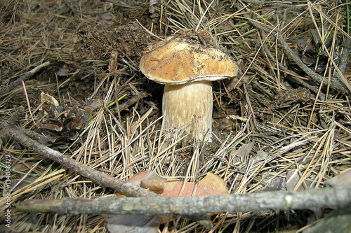 isolated mushroom at bark