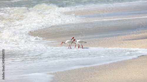 Foto Three white ibises (Eudocimus albus) on the wild shore, looking for craps, Sanib