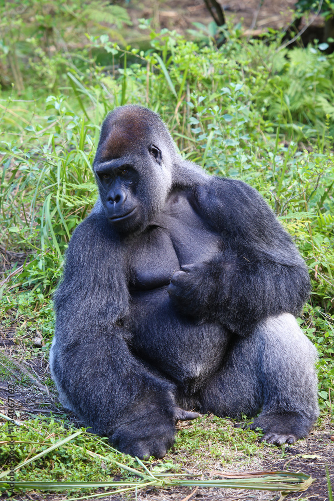 Naklejka premium Lowland Gorilla silver back male