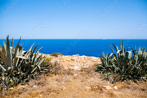 Cactus over blue sea