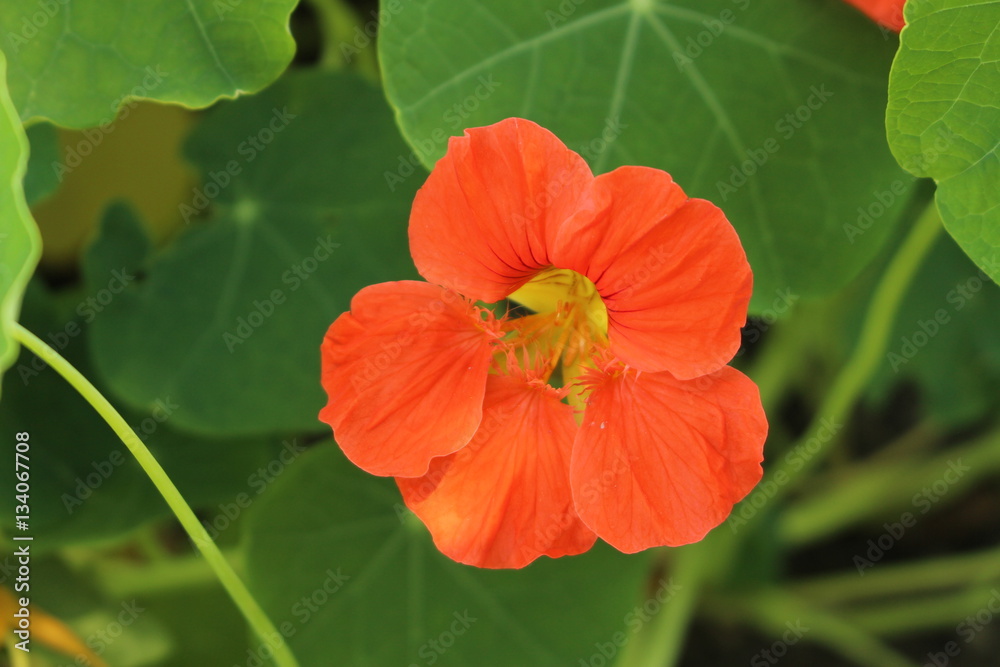 Orange Orange