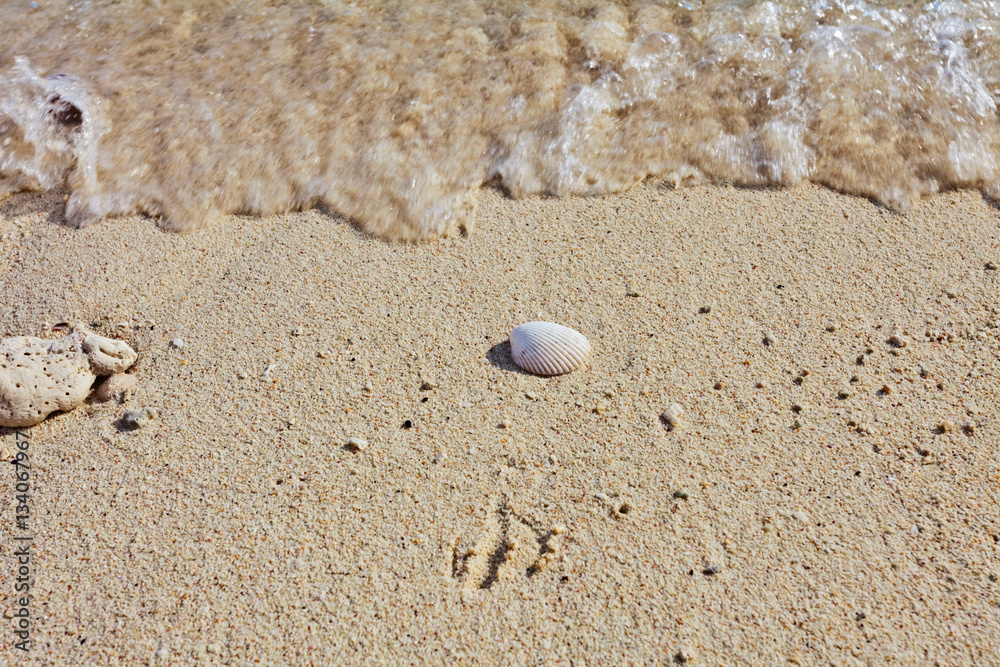 Sea shell on sand Sea shell on sand