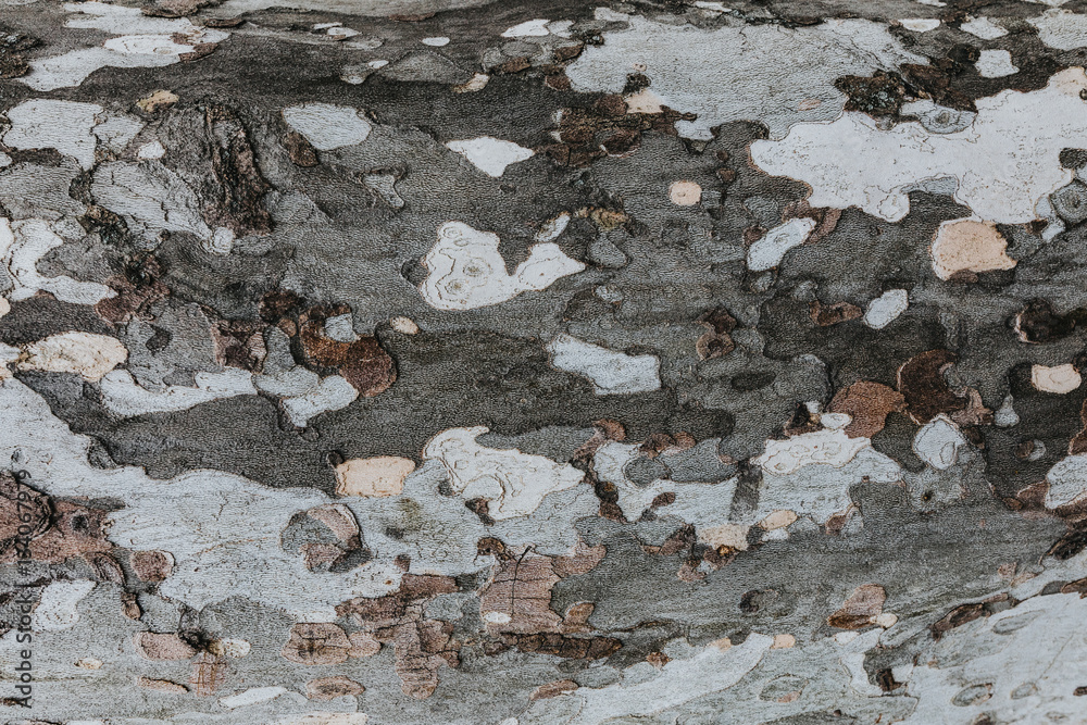 Fototapeta premium Grey Pattern