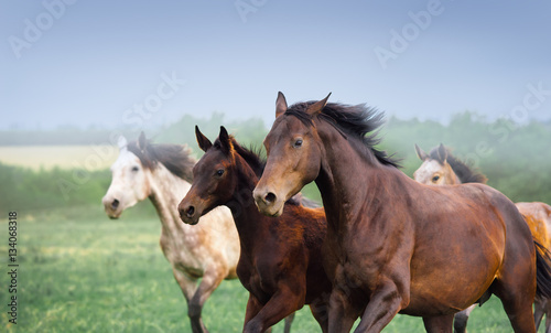 Mare with foal galloping in a field. Three horses close-up on a background of dark sky and beautiful scenery. Herd free