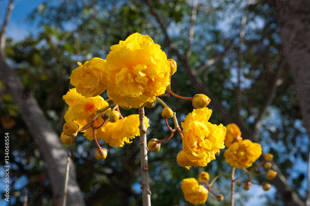 Yellow Silk Cotton flower at tropical garden in Thailand. Yellow Silk Cotton flower at tropical garden in Thailand.