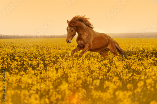Beautiful strong horse galloping, jumping in a field of yellow flowers of rape against the sunset. Stallion lit by sunlight.