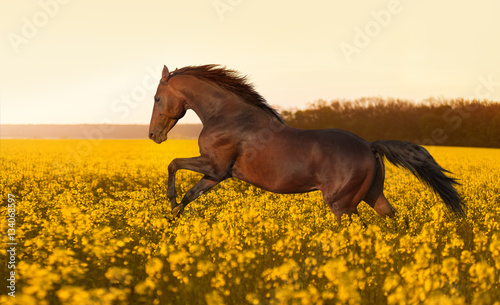 Fotografia, Obraz Beautiful strong horse galloping, jumping in a field of yellow flowers of rape against the sunset