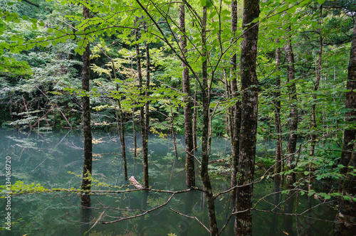 japanese landscape - shirakami - juuniko - wakutsubo no ike - aomori photo