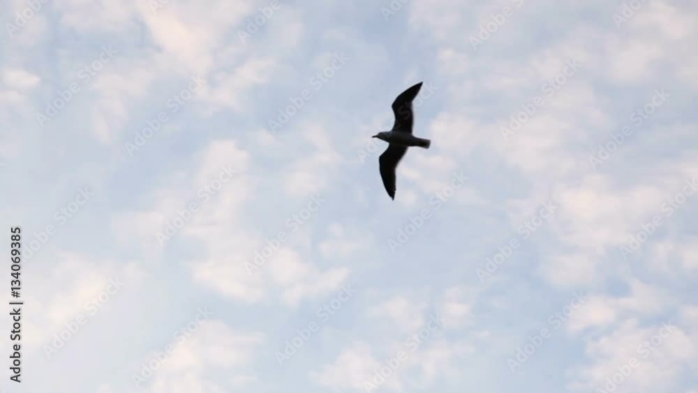 Silhouetted Seagull Flying Against White Clouds And Blue Sky Silhouetted Seagull Flying Against White Clouds And Blue Sky