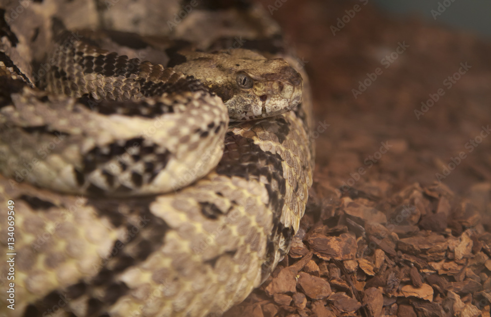 Canebrake Rattlesnake Canebrake Rattlesnake