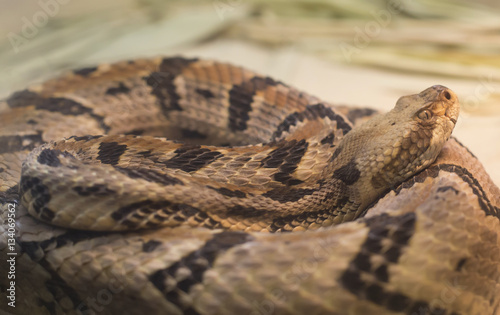 Canebrake Rattlesnake photo