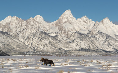 Moose and Tetons