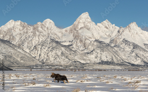 Moose and Tetons