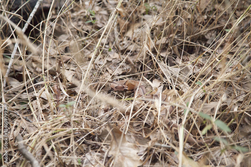 Camouflaged copperhead snake coiled in S-curve strike pose hidden in forest leaf litter