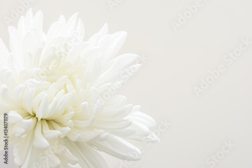 Fototapeta Naklejka Na Ścianę i Meble -  白色の菊の花
