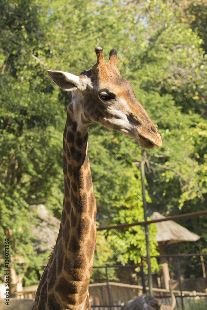 Fototapeta premium Image of a giraffe head on nature background. Wild Animals.