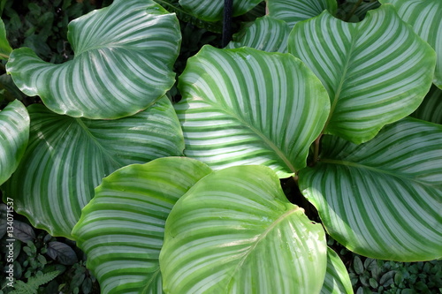Calathea orbifolia