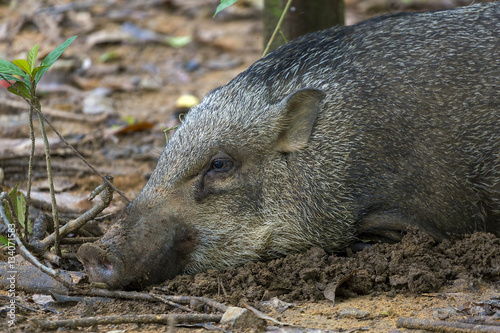 Photography Wild Boar of Pulau Ubin