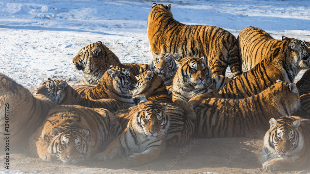 Obraz premium Siberian Tiger (Panthera tigris altaica)