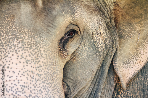 The elephant's capacity for sadness and grief is truly unique amongst members of the animal world, as it is particularly complex in terms of emotions.