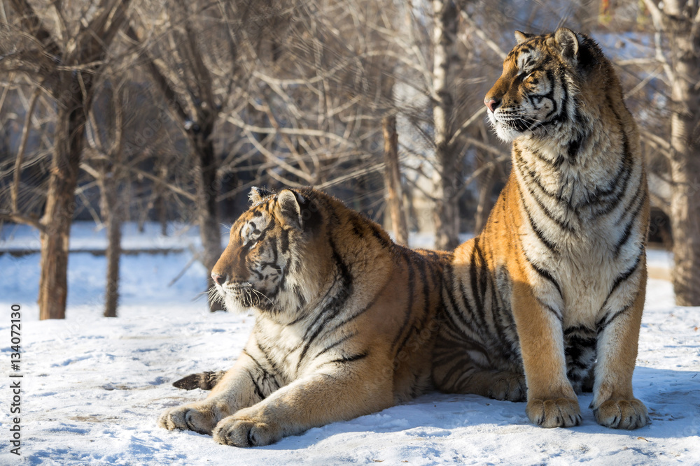 Siberian Tiger (Panthera tigris altaica) Siberian Tiger (Panthera tigris altaica)