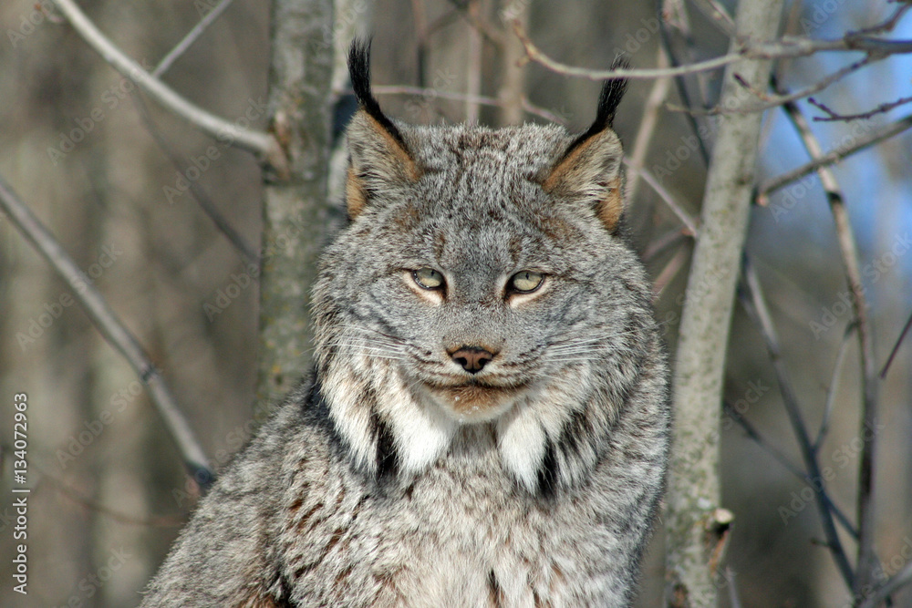 Fototapeta premium Canada Lynx in the Snow
