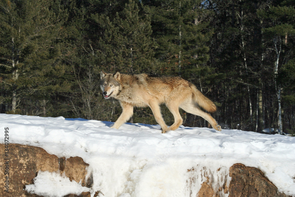 Fototapeta premium Gray Wolf Running
