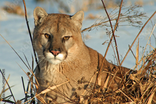 Majestic Cougar