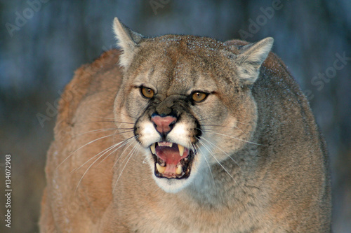 Majestic Cougar