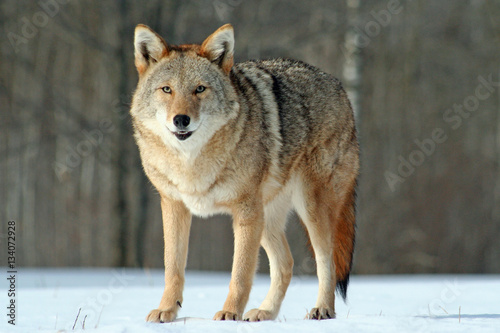 Coyote in the Snow