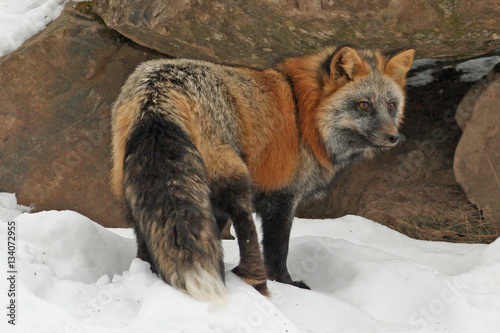 The Unique Cross Fox