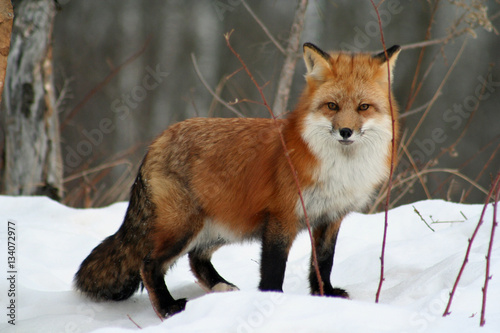 Gorgeous Red Fox in her Winter Coat